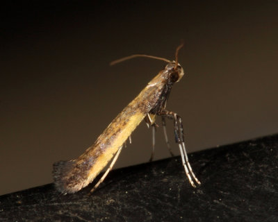 0592 - Azalea Leafminer Moth - Caloptilia azaleella