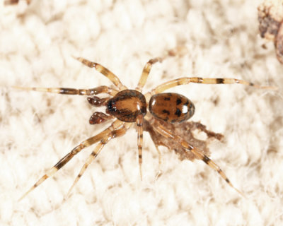 Phrurotimpus sp.