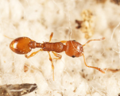 Doubtful Acorn Ant - Temnothorax ambiguus