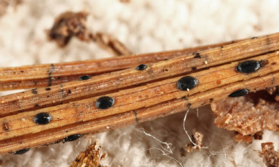 Pine Needle Split - Lophodermium pinastri