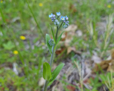 Forget-Me-Not - Myosoyis sp.