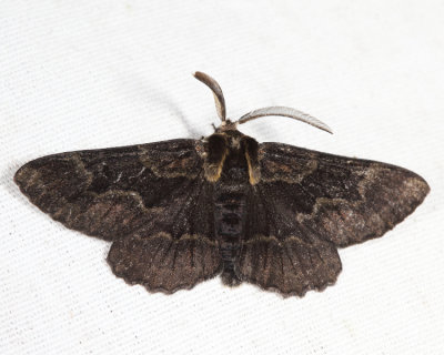 6885 - melanistic Oak Besma - Besma quercivoraria