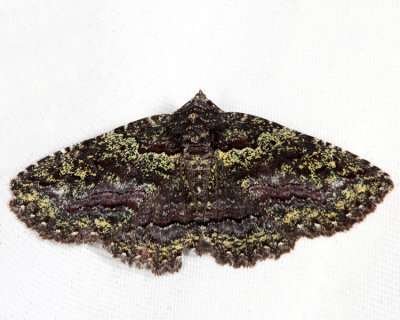 8694 - Green-dusted Zale Moth - Zale aeruginosa