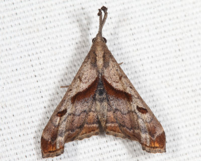 8397 - Dark-Spotted Palthis - Palthis angulalis