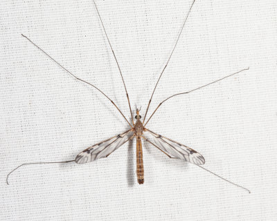 Tipula longiventris