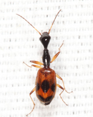 Long-necked Ground Beetle - Colliuris pensylvanica