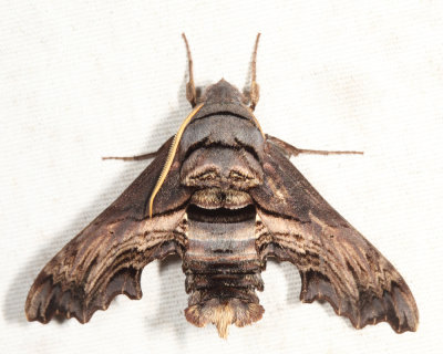 7870 - Abbott's Sphinx - Sphecodina abbottii