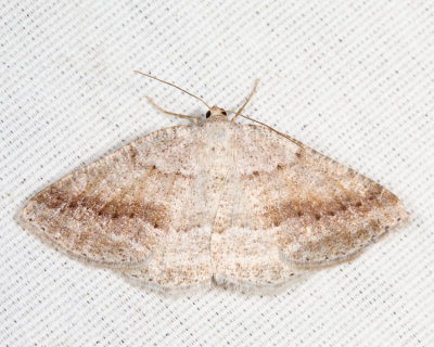 6807 - Pale Alder Moth - Tacparia detersata
