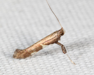 0642 - Caloptilia umbratella