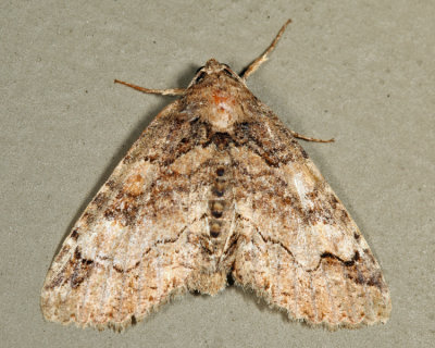 8698 - Hazel Zale Moth - Zale phaeocapna