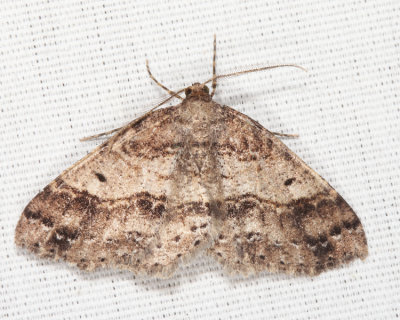 6621 - Signate Melanolophia Moth - Melanolophia signataria