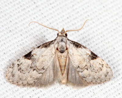 8983.1 - Coastal Plain Meganola Moth - Meganola phylla