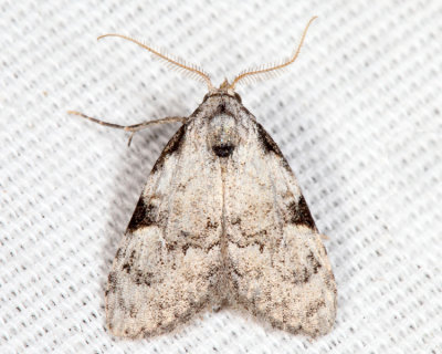 8983.1 - Coastal Plain Meganola Moth - Meganola phylla