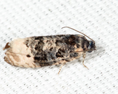 2860 - Pink-washed Leafroller Moth - Hedya separatana
