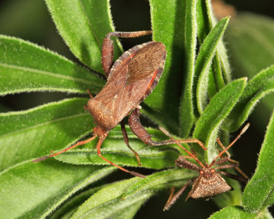 Helmeted Squash Bug - Euthochtha galeator