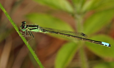 Eastern Forktail - Ischnura verticalis