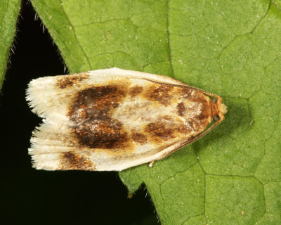 3686 - Black-patched Clepsis Moth - Clepsis melaleucanus