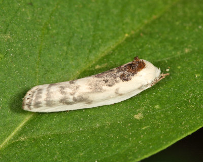 1011 - Schlaeger's Fruitworm Moth - Antaeotricha schlaegeri