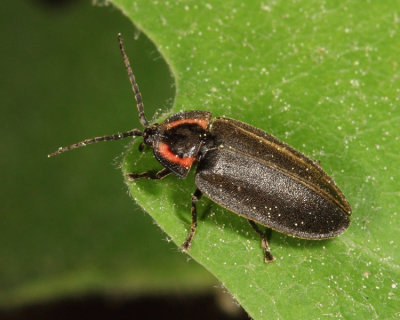 Winter Firefly - Ellychnia corrusca