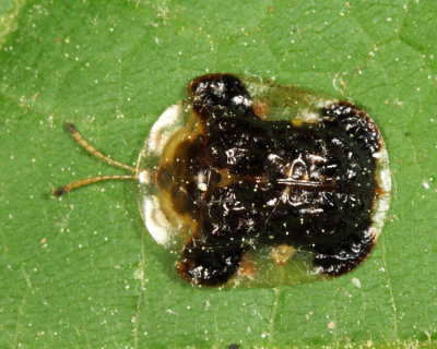 Clavate Tortoise Beetle - Plagiometriona clavata