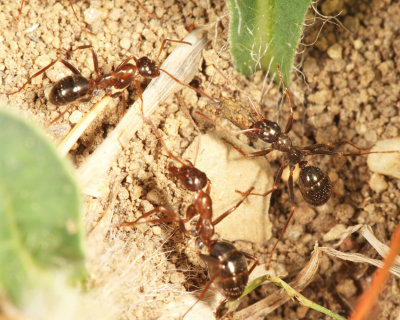 Pale Field Ant - Formica pallidefulva