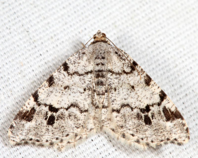 6343 - Six-spotted Angle - Macaria sexmaculata