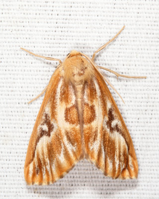 6864 - Northern Pine Looper Moth - Caripeta piniata