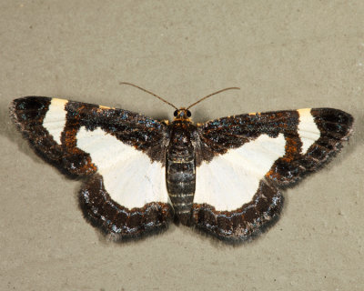 6261 - Common Spring Moth - Heliomata cycladata