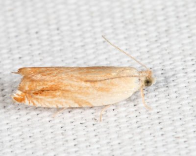 3370 - Sycamore Leaffolder - Ancylis platanana