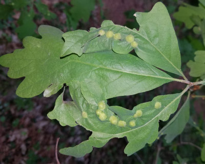 Oak Wart Gall - Callirhytis quercusfutilis