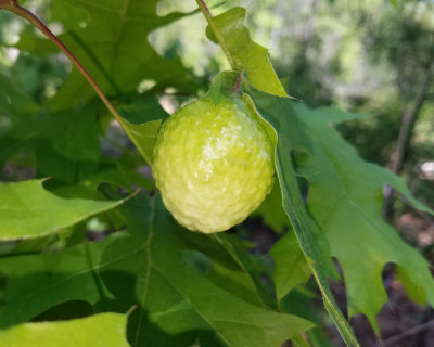 Spongy Oak Apple Gall Wasp - Amphibolips confluenta