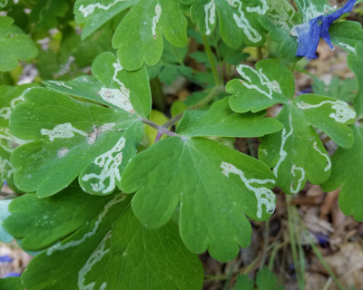 Phytomyza minuscula species group