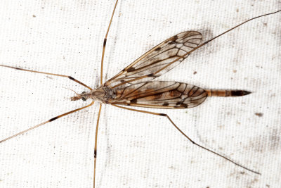 Tipula longiventris