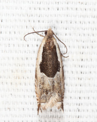 3354 - Little Cloud Ancylis Moth - Ancylis nubeculana