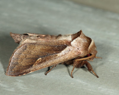 9525 - Cattail Borer Moth - Bellura obliqua