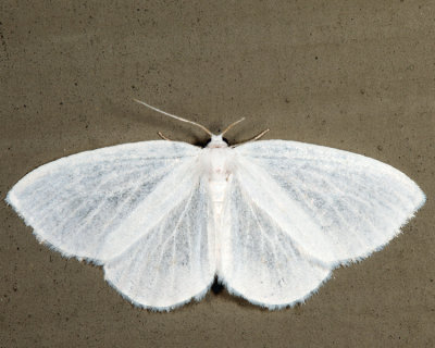 6667 - White Spring Moth - Lomographa vestaliata