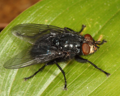 Shiny Blue Bottle Fly - Cynomya cadaverina