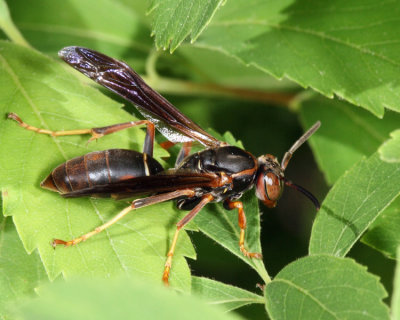 Dark Paper Wasp - Polistes fuscatus