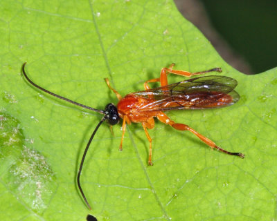 Theronia hilaris