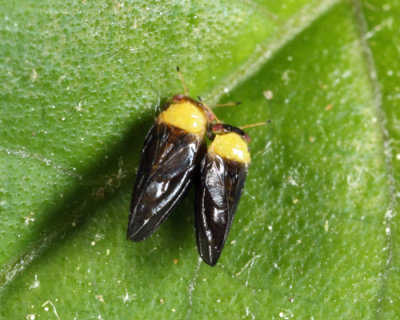 Calophya nigripennis