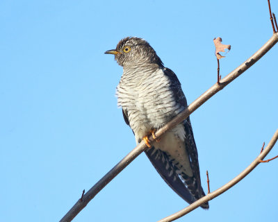 Common Cuckoo - Cuculus canorus