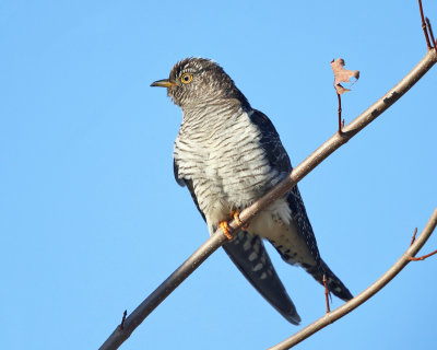 Common Cuckoo - Cuculus canorus