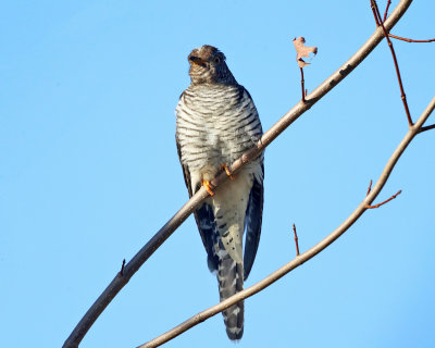 Common Cuckoo - Cuculus canorus