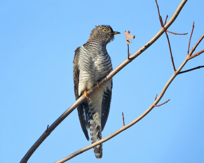 Common Cuckoo - Cuculus canorus