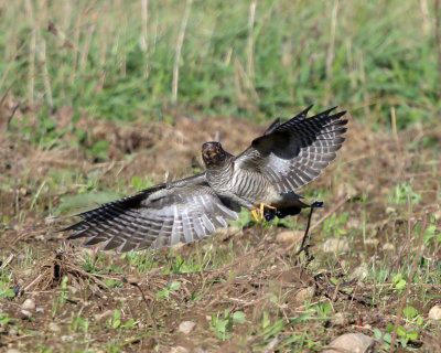 Common Cuckoo - Cuculus canorus