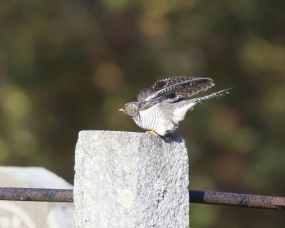 Common Cuckoo - Cuculus canorus