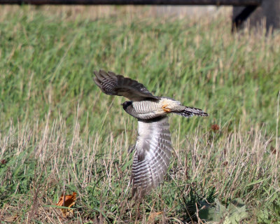 Common Cuckoo - Cuculus canorus