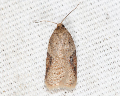 3523 - Acleris cornana