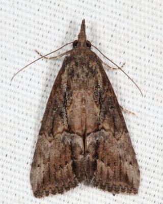 8465 - Green Cloverworm Moth - Hypena scabra 