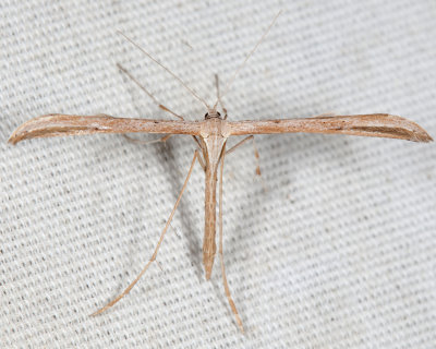 6234 - Morning-glory Plume Moth - Emmelina monodactyla 